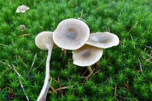 Clitocybe vibecina